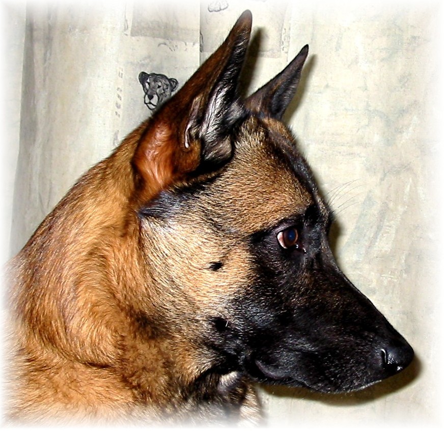 Bandito 007neu