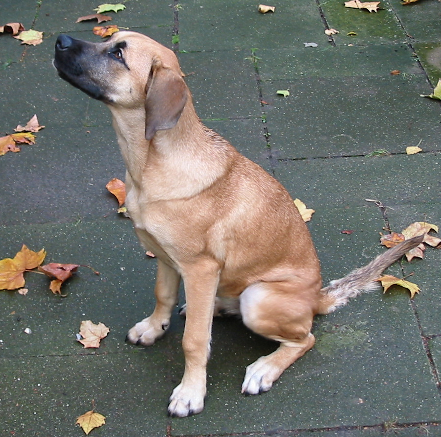Hund 036