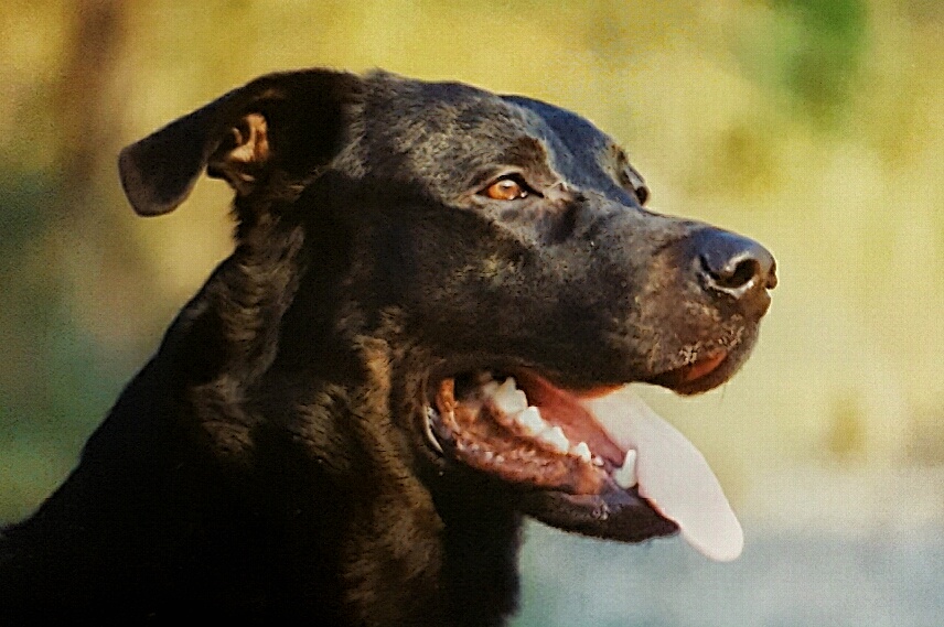 Wulf