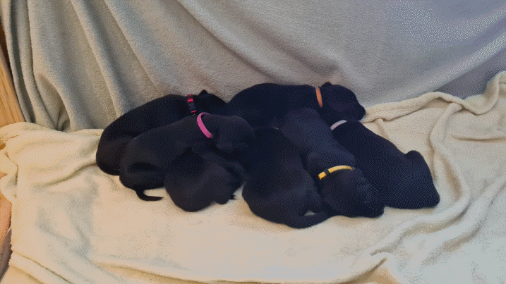 Hundehaufen